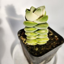 기천금