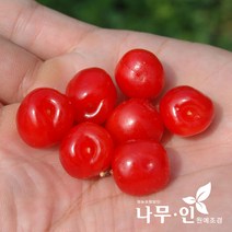 [나무인] 흰앵두나무 결실주