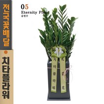 치타플라워 개업축하화분 금전수 공기정화식물 생일 축하 화분 [CTdon07-01] 돈나무 축하 승진 영전 이사 집들이 선물 전국 당일 꽃배달 서비스