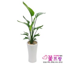 공기정화식물 개업화분 축하화분 화분배달 스투키 행운목 금전수 전국당일배송, C13 극락조