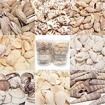 [아이디몬] 조개껍질 조개껍데기 100g 통포장, 조개껍데기 4번