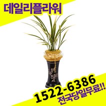 금기 동양란 서양란 동양난 서양난 배송 승진축하 고급 난배달 당일 배송