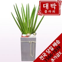 대박플라워 스투키 개업선물 집들이화분 인테리어 공기정화식물 관엽식물 꽃배달