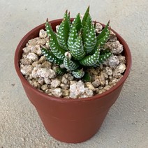 인플랜츠팜 월동자_다육식물_분갈이 필요없는 다육_귀여운 반려식물, 1개