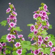 [모야모 꽃씨] 당아욱(커먼말로우) 10립 씨앗