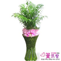 공기정화식물 개업화분 축하화분 화분배달 스투키 행운목 금전수 전국당일배송, B08 테이블야자