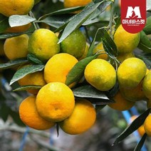 마녀바스켓 [T]제주도 극조생 감귤 4.5kg_프리미엄과(S)