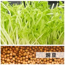 콩나물 기계 생 콩나물 캔 가정용 자동 대용량 심기 배럴 수제 담근 녹두 콩 요리 유물, 완두콩 5팩 (총 500g)