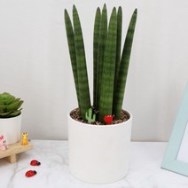 스투키 25cm 스투키화분 실내공기정화 선인장 다육이 미니스투키