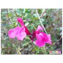 체리세이지 5주