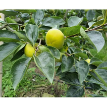 경남 햇 단감 5kg 28-36개 비타민C 감말랭이 감식초 감스무디 비타민, 단품, 단품