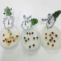 사이언스존 과학키트 무씨와오염물질 5인용 화학실험세트