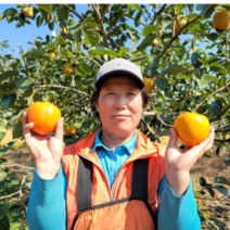 큼직한 대봉감 달콤 달달 홍시 경남 진주 사천 진영 대봉시 홍시, 1) 대봉 10kg (상) 40개 미만