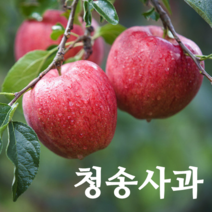 청송 사과 부사 농부네 부부농장 꿀 사과 산지직송, 1박스, 06.사과 가정용 5kg 대과