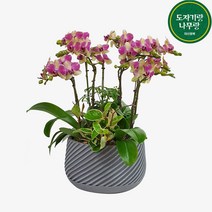 도자기랑나무랑 서양란 승진축하화분 개업난, 삼색조 호접란 DSP-091