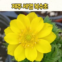 복수초 10센티 화분 /제주세엽복수초/ 봄 야생화 / 다년초 / 노지월동/ 야생화K몰
