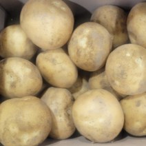 두백 수미 햇 감자 강원도 국내산 제철 1kg 3kg 5kg 10kg, 두백감자(특상품) 3kg내외, 1개