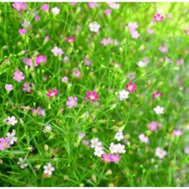 꽃씨앗 안개초 핑크 (200립) -일년초 종자씨앗 야생화 씨앗모음