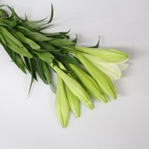 흰색 백합 백합꽃 (강남 고속터미널꽃시장 도매시장에서 발송하는 생화택배) 꽃정기구독가능, 백합 외대(한줄기에 한송이)10대10송이, 비슷한 느낌의 꽃으로 변경(다른꽃or다른색), 월요일 구매시 (수~목요일 도착)