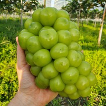 경북 대천 고당도 프리미엄 실속형 샤인머스켓, 2KG(3-4송이)