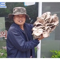 느타리버섯 종균 재배 버섯 키우기 노랑 흑색 흰색 칡느타리 원목재배, 흑색느타리 병종균, 1개