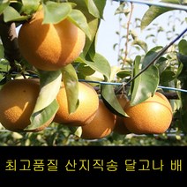 고씨네 특급 배 3kg 나주배 배즙 서양배 신고배, 단품