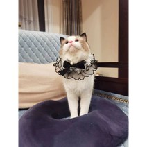 핸드메이드 진주케이프 고양이 레이스목도리 강아지턱받이 스카프 반다나 진주목걸이, S