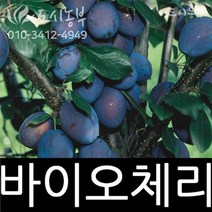 바이오체리/바이오체리묘목/자두묘목/삽목1년/도시농