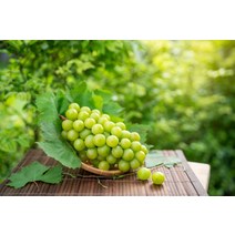 청학농장 고당도 프리미엄 국내산 하우스 샤인머스캣 1kg 특 2입, 1kg특2입