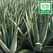 바른팜스 거제 농장 유기농 알로에베라 생잎 3kg 먹는 생알로에, 1개