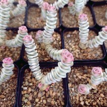 루페스트리금 키우기 예쁜다육 중품2-30 랜덤발송, 단품