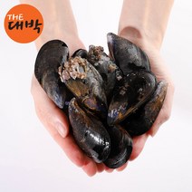 국내산 생물 홍합 제철 다듬이홍합 세철, 홍합 10kg