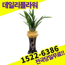 산천보세 동양란 서양란 동양난 서양난 배송 승진축하 고급 난배달 배송, 1개