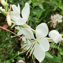 야생화피어나라플라워 흰바늘꽃(가우라) 1Set 3포트, 1개