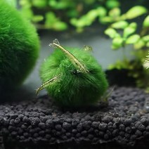 미니 모스볼 (2~3cm) - (마리모 어항수초), 1개