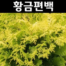 황금편백 나무 묘목 키1.7~1.8m 분묘 1개/정원/공원/조경수