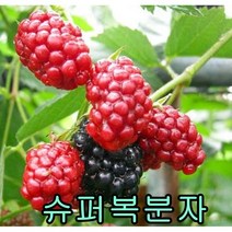 슈퍼복분자(가시없는) 삽1년특묘 1그루 묘목 꽃나무 과일나무 유실수 과실수
