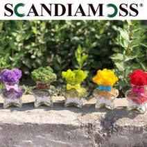 스칸디아모스 화분 세트 별화분세트 5종 센터피스 장식, 모스5종 화분세트, 1개