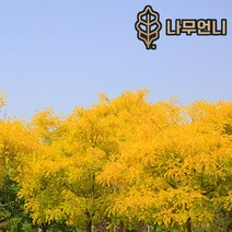 황금회화 정원수 나무언니, 황금회화 나무 R4cm 분묘