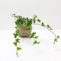 아이비(소)해초바구니 공기정화식물 실내인테리어식물, 단품