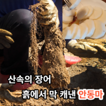 [산지직송안동마] 마미템 국내산 안동 생마 산마 장마 2kg 3kg 5kg 가정용 중품 상품, 산마 2kg 실속
