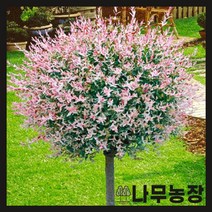 (나무농장) 무늬버들(플라밍고샐릭스) R3 내외 스탠다드형 분