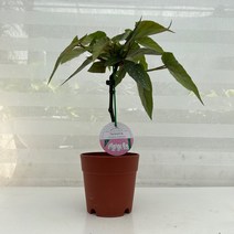 [다은꽃농원]은빛 물방울 무늬 목베고니아 키우기쉬운 실내공기정화식물 인테리어, 1개