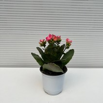 [다은꽃농원]신종 카랑코에 노블 카랑코에(칼랑코에) 키우기쉬운 실내공기정화식물 플랜테리어
