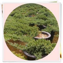 좀눈향나무 묘목 2년생5주 조경수, 1개