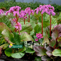 돌부채 [3포트](복남이네 야생화 모종 설화 바위취 bergenia 핑크 봄) 베르게니아