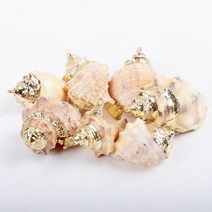 골드 도금 수족관 해변 해상 diy 껍질 다채로운 자연 조개 장식 가리비 껍질 공예 장식 장식 5pcs