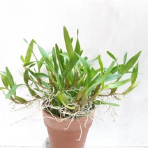 디네마