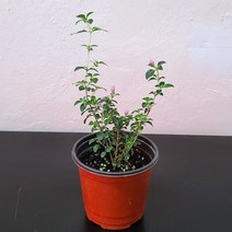 단정화(소품) 야생화 노지월동 백정화 두메별꽃 03