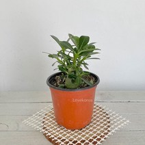 아데니움 석화(소) 사막의장미 라고불리는 미니바오밥, 본상품선택